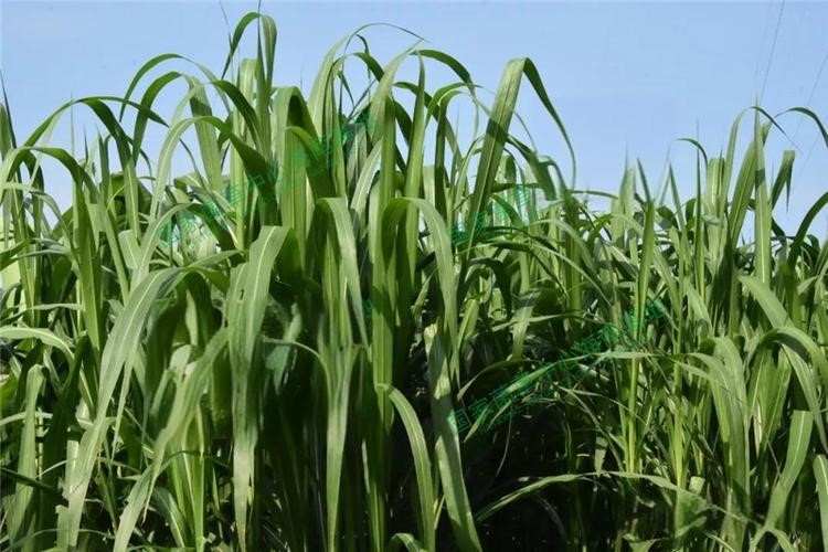 以草代木、天然抗菌、可自然降解，新鄉(xiāng)化纖開創(chuàng)新的&ldquo;傳奇&rdquo;&mdash;&mdash;菌草纖維 
